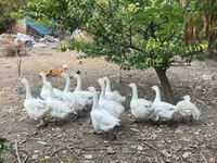 Geese — الصورة 1