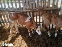Toro, Simmental cattle — foto 3