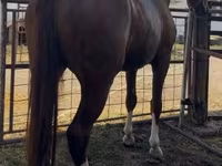 Yegua, Hungarian horse breed — foto 2