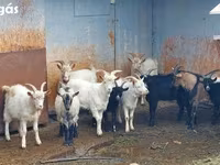 Cabras (lote, sexo no especificado), Cabras — foto 4