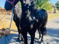 Caballo, Friesian — foto 2