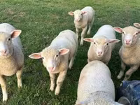 Schaf, Ile-de-France sheep — Foto 4