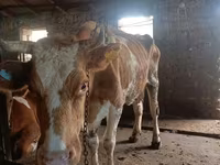 Krowa, Simmental cattle — zdjęcie 6