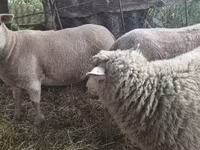 母羊, Sheep — 照片 5