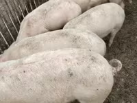 公猪, Pigs — 照片 1