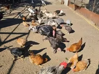 Chickens — 照片 1