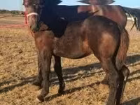 Cavalo, Percheron — foto 3