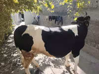 母牛, Russian Black pied cattle — 照片 5
