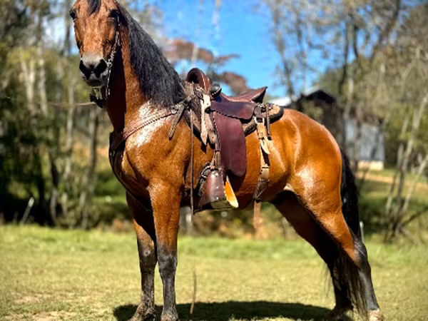 Hing, Tennessee Walking Horse