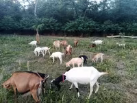 Ziege, Nubian Goat — Foto 1
