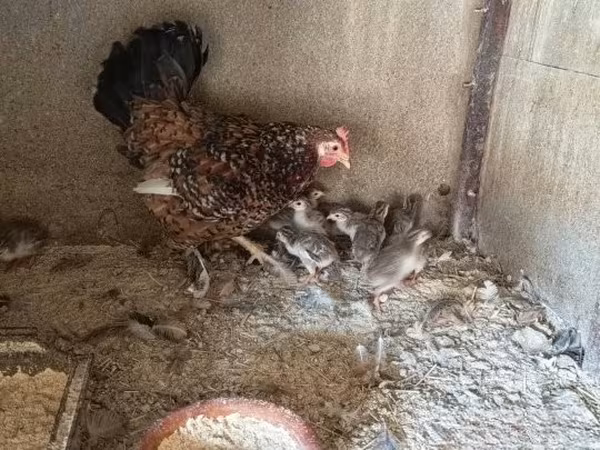 Guinea fowl — Węgry