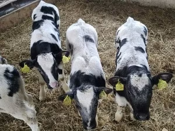 Rinder (Partie, Geschlecht nicht angegeben), Simmental cattle
