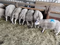 Kos, Beltex sheep — 1. fotó