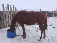 حصان, Russian Don — الصورة 3