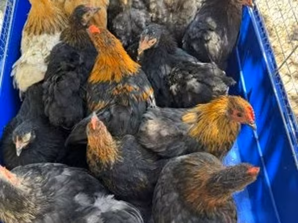 Bantam Pekín