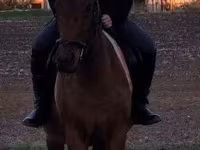 母马, Horses — 照片 1