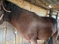 Mare, Horses — photo 1