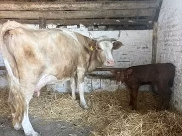Kuh, Simmental cattle