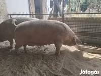 Süldőanya, Датский ландрас — 3. fotó
