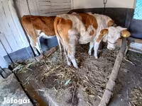 Tehén, Simmental cattle — 4. fotó