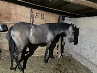 فرس, Thoroughbred horse — الصورة 2