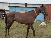 Hing, Arabian horse — 5. fotó