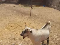 बकरा, Saanen goat — फ़ोटो 2
