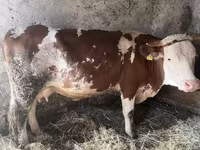 母牛, Limousin cow — 照片 4