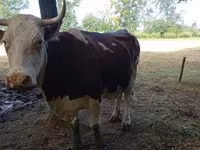 Vaca, Raza gris húngara — foto 4