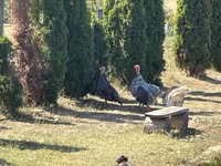 Turkeys — photo 2