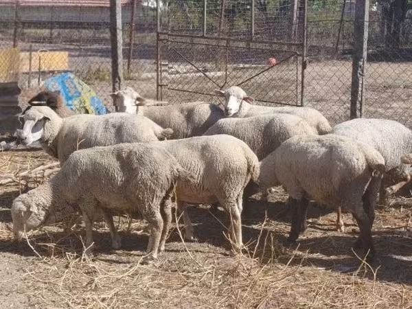 Ovelha, Ovelhas — Hungria