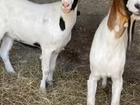 Cabra, Boer goat — foto 5