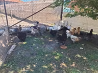Chickens — foto 8