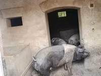 Kanec, Prasata — foto 1