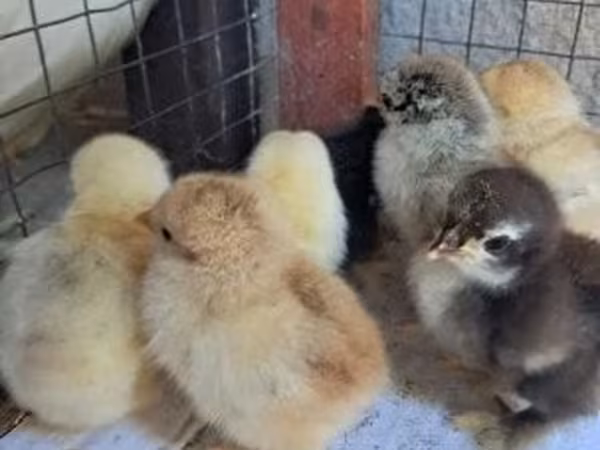 Pekin-Zwerg