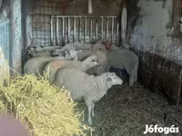Juhok (tétel, nem megadva), Juhok — 5. fotó