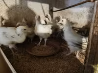Turkeys — photo 2