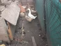 Geese — الصورة 2
