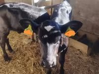 Vaca, Raza Holstein — foto 3