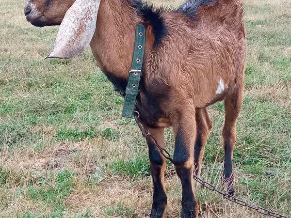 公山羊, Goats