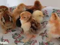 Chickens — الصورة 6