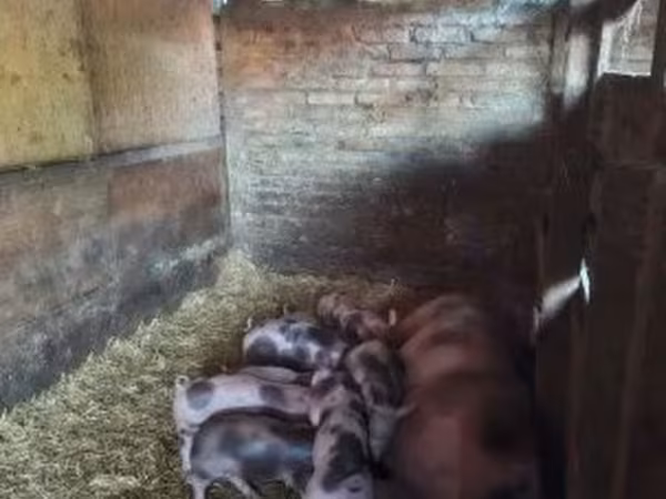 Kan, Пьетрен