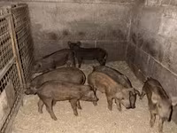 Säue, Мангалица — Foto 3