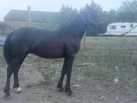 Horse (M), Friesian — photo 2