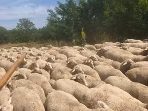 نعجة, Merino sheep — هنغاريا