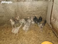Bantam japonesa — foto 5
