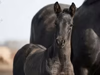حصان, Trakehner — الصورة 3