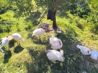 Turkeys — foto 2