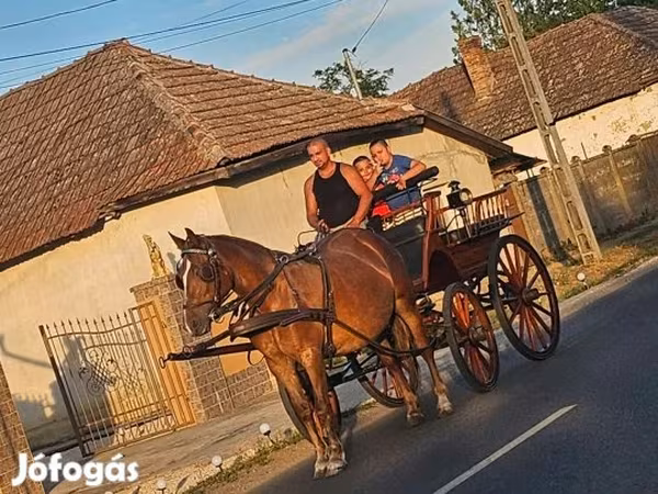 Mare, Horses — Hungary