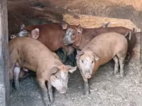 公猪, Pigs — 照片 1